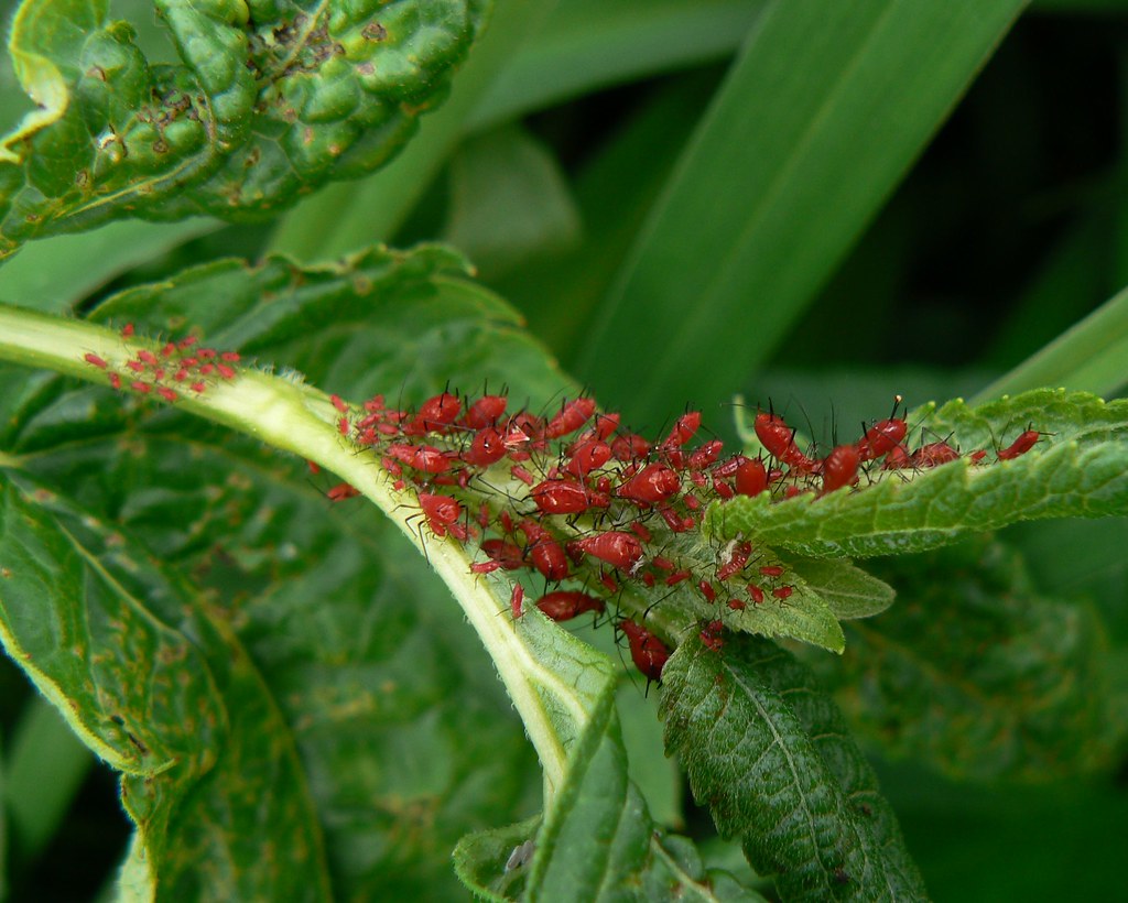 Bloodred aphids Last year there were at least 10 times as… Flickr