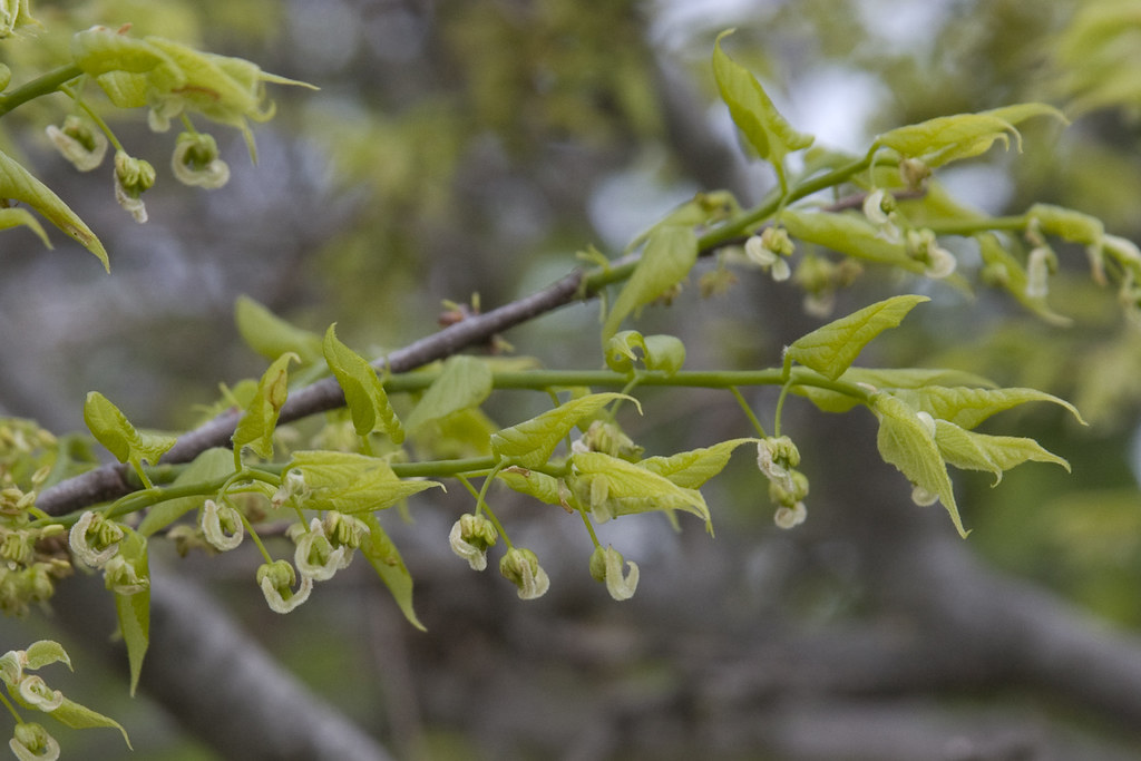 Hackberry Flowers Hackberry bossoms (Celtis occidentalis) … Flickr