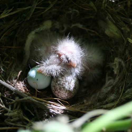 First photo of House Finch hatchlings These are the two Ho… Flickr
