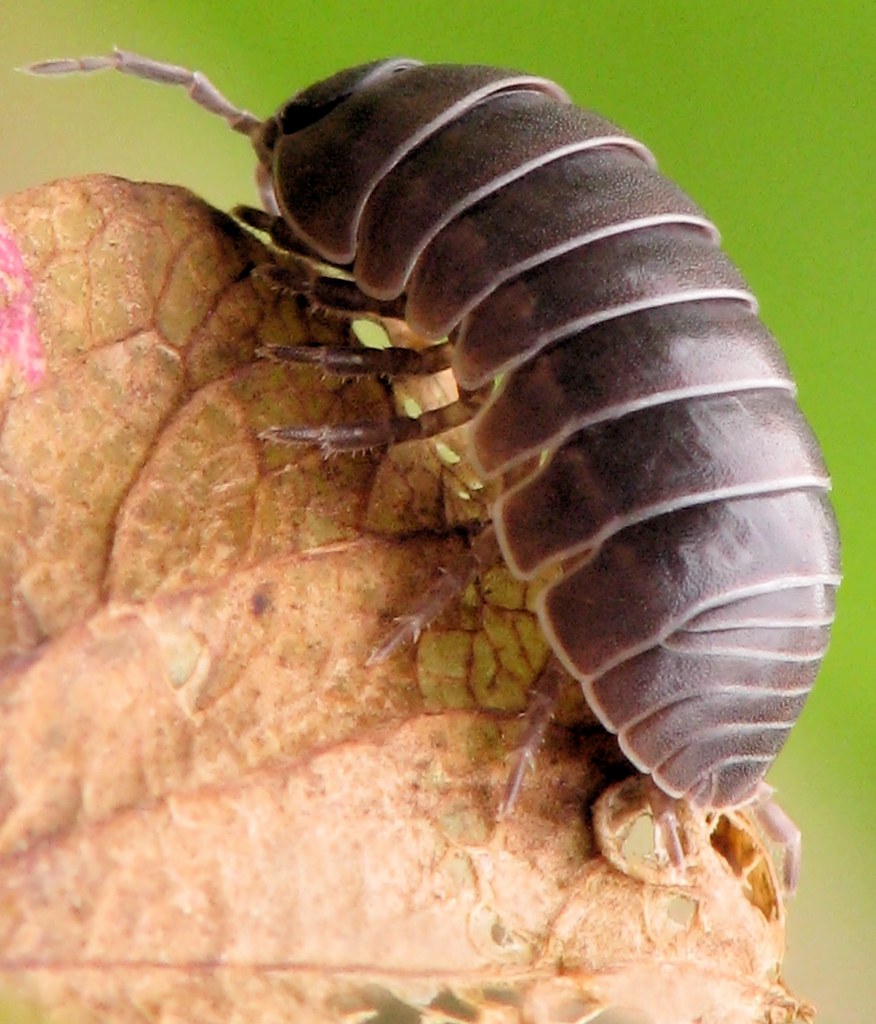 Pillbug Armadillidium Vulgare (AKA Rolly Polly) Explorin… Flickr