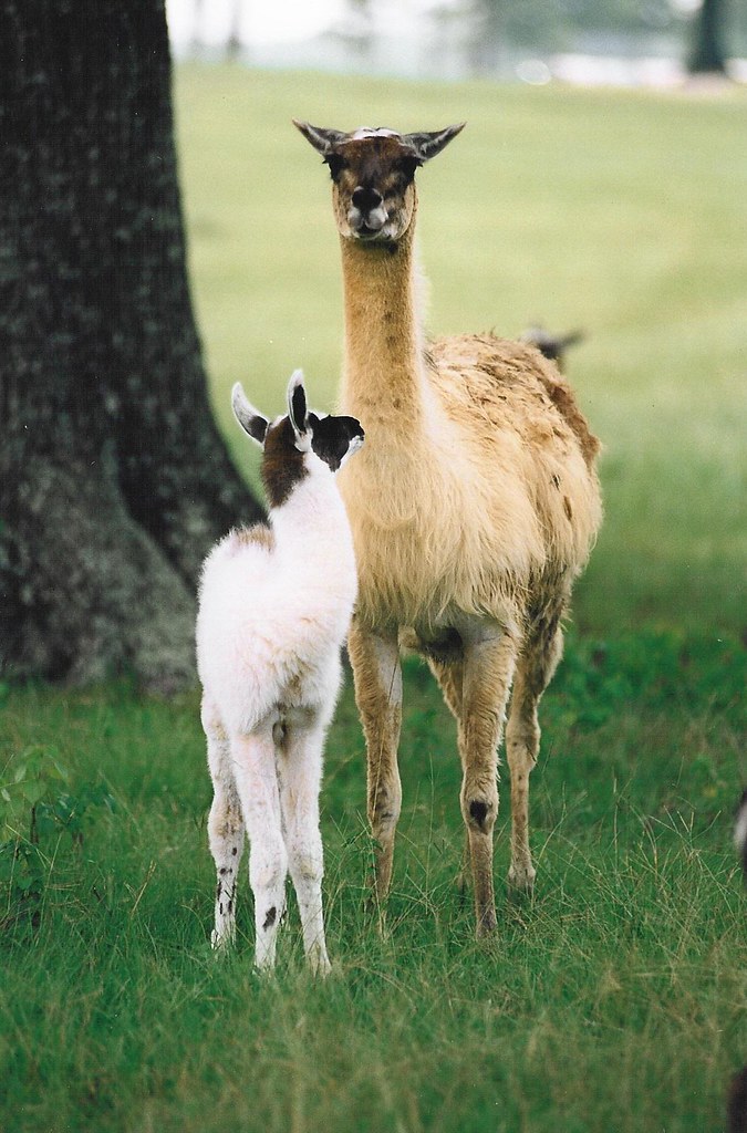 Baby llamas are called cria. Photo by Christina Cooper Flickr