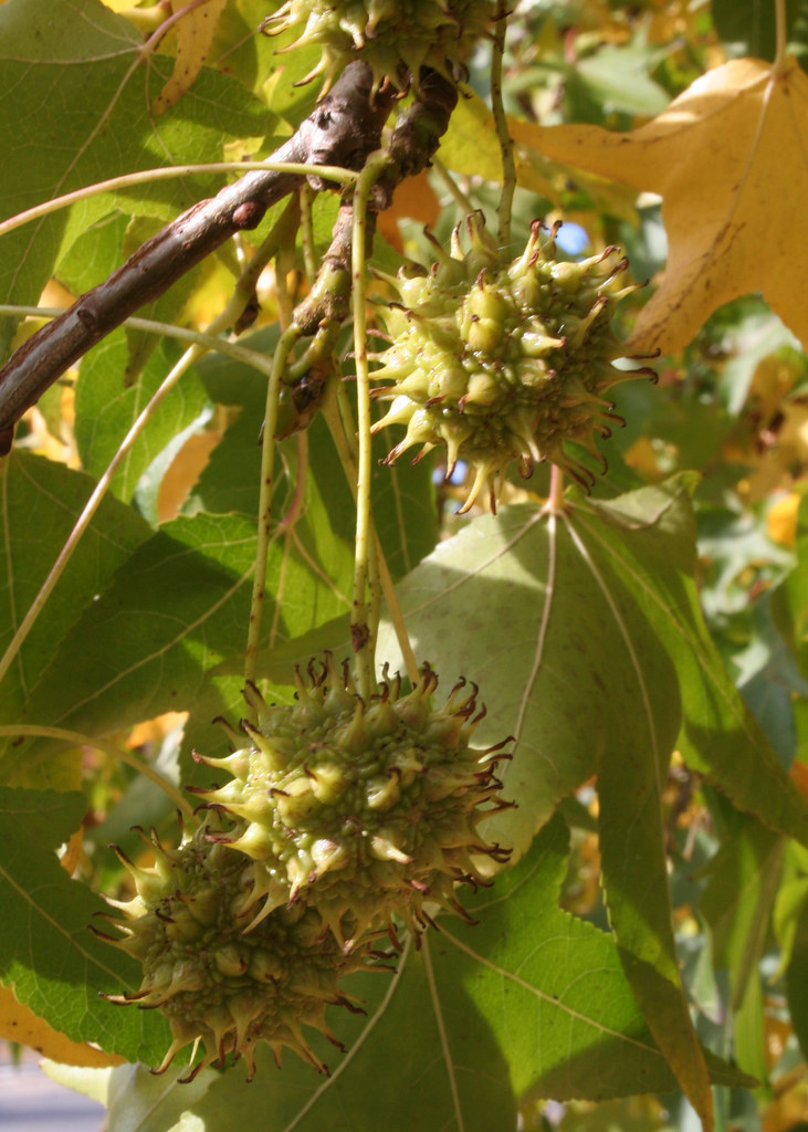 20080430_0012 Liquid Amber tree Spikey seed pod of a Liqui… Flickr