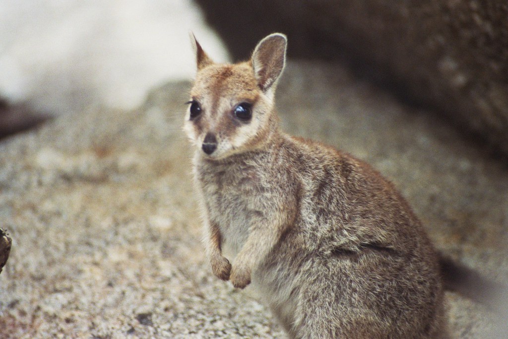 Baby rock wallaby Karyn Fulcher Flickr