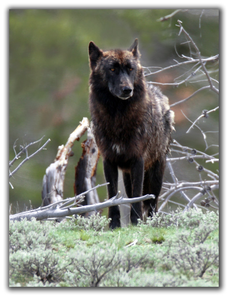 Who's afraid of the Big Black Wolf... This is a very large… Flickr
