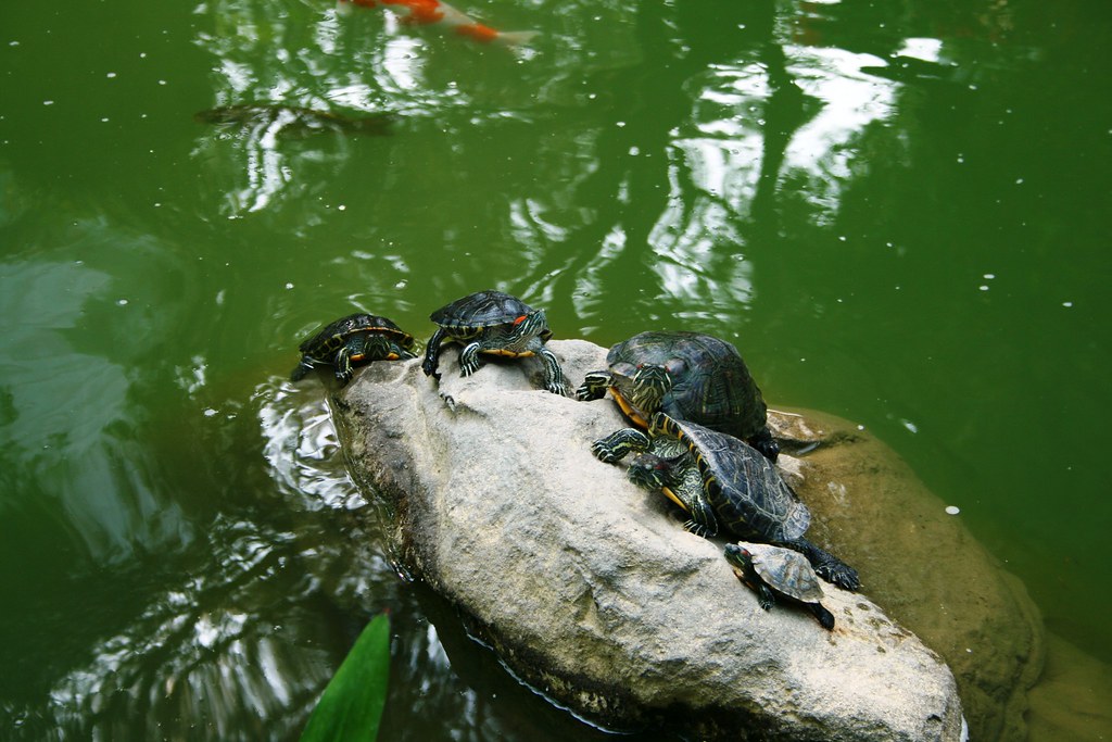 Many turtles What is a group of turtles called? a Bale. A … Flickr