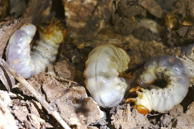 Gigantic Scary Grubs Flickr Photo Sharing!