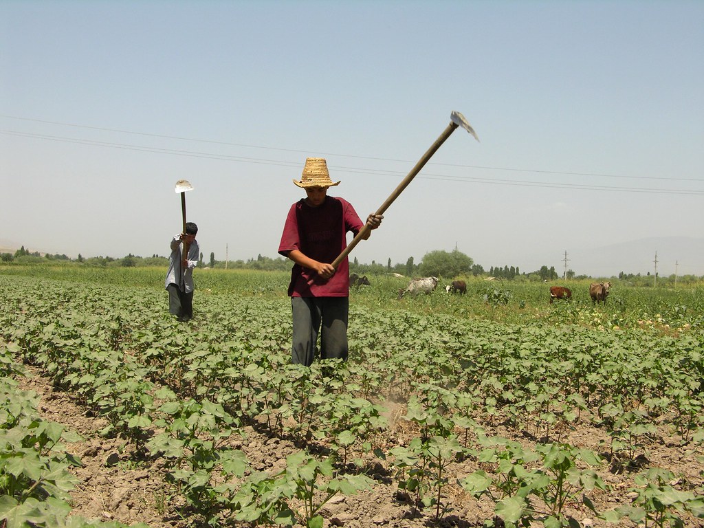 Working on a cotton farm Cotton at the farm of Mahmadali S… Flickr