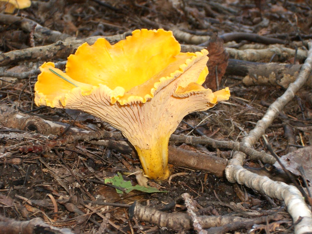 Chanterelle commune, var. à lamelles pâles Crédits photo … Flickr