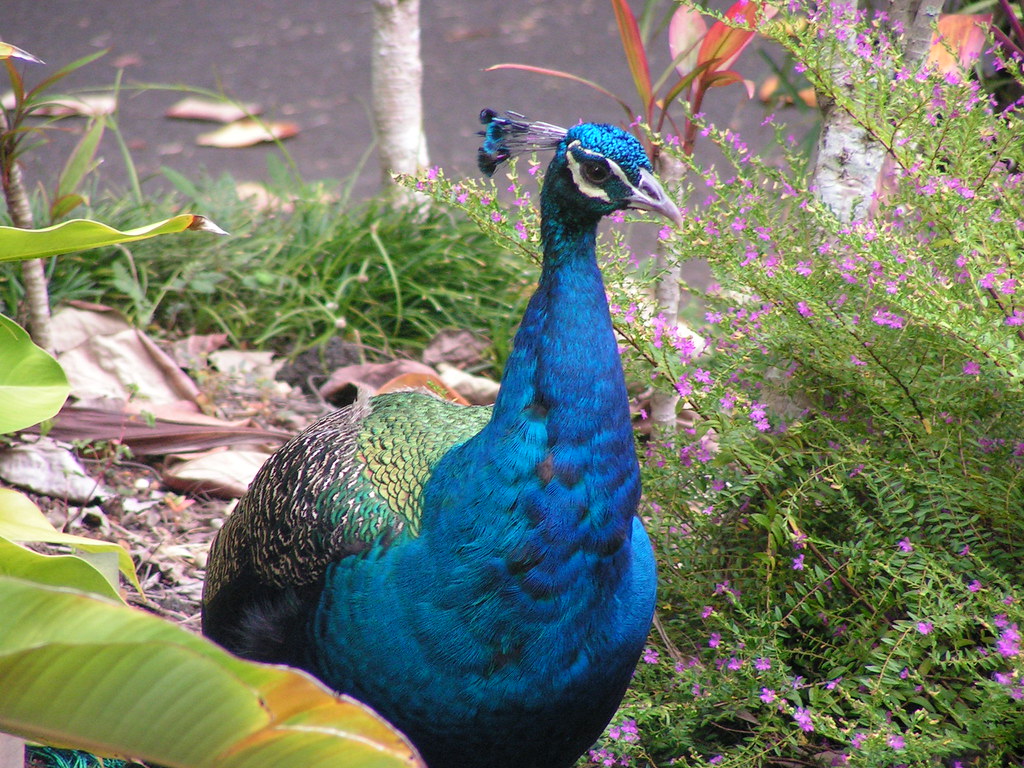 A Peacock near Waimea Falls Hawaii A peacock near Waimea F… Flickr