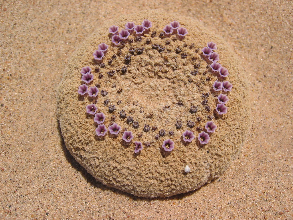 Sand food Pholisma sonorae (sand food) is a rare plant fou… Flickr