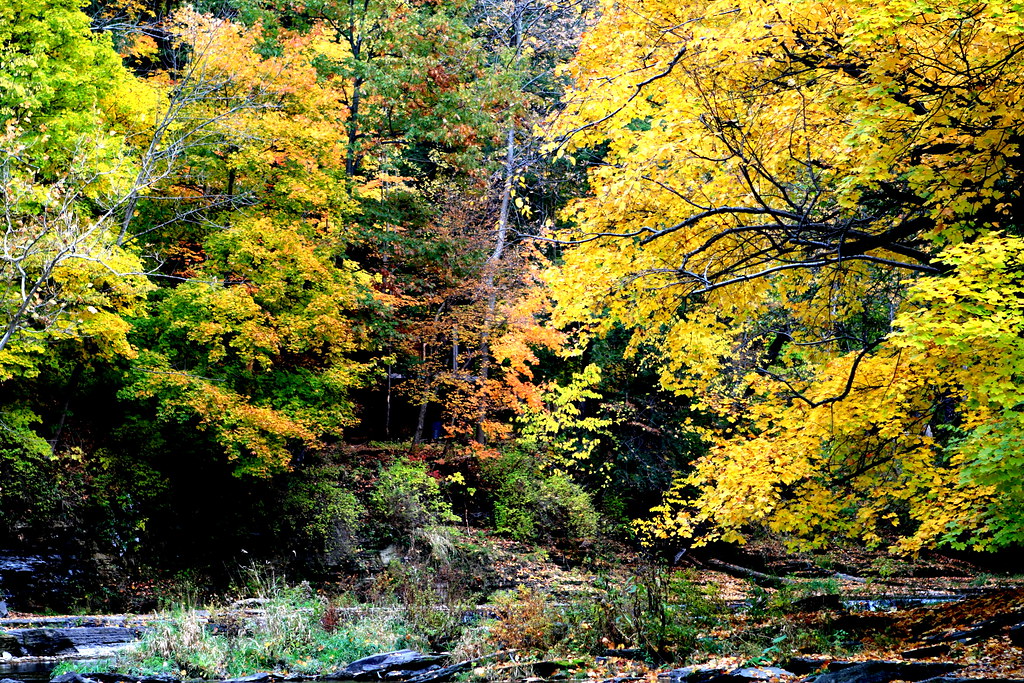 Ithaca Trees in October Fall Creek in Ithaca, NY on … Flickr