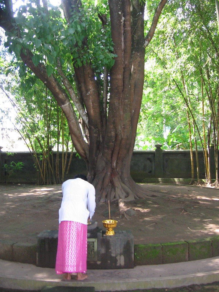 Bodhi tree (the kind the Buddha sat under) gastongandhi Flickr