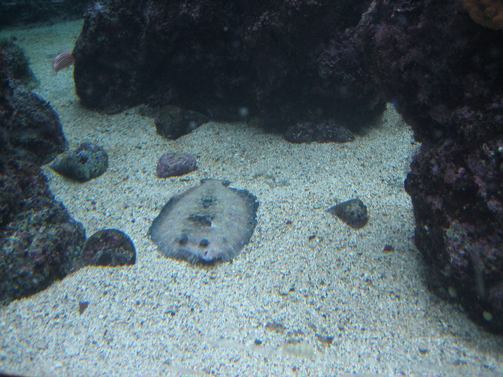 flying carpet fish This is a sole, which is also called a … Flickr