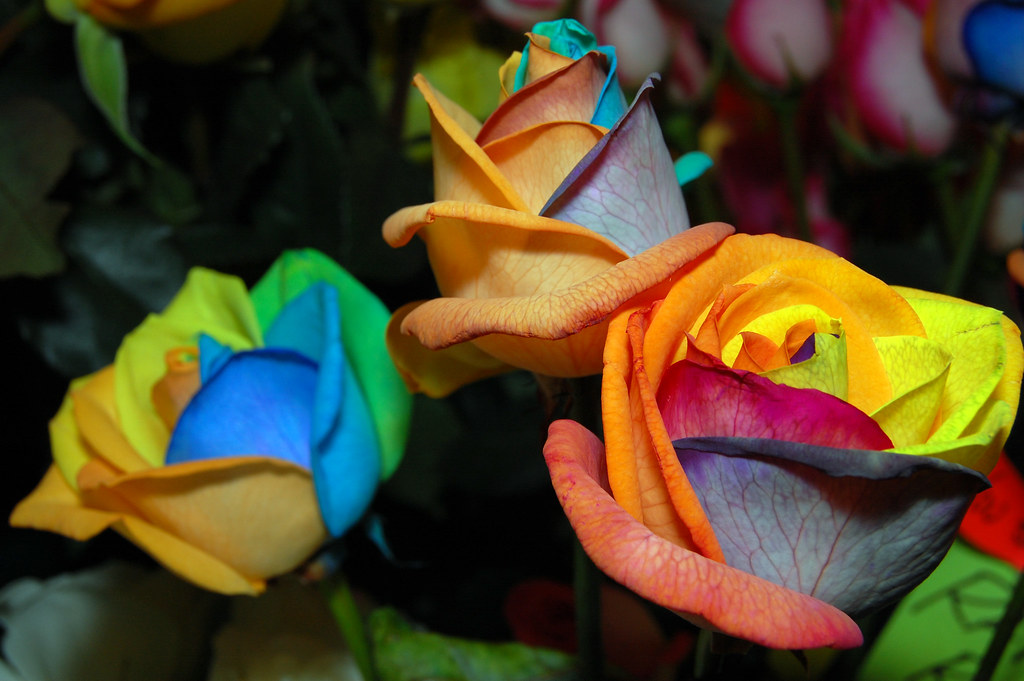 Multi Colored Roses Real roses that have been injected wit… Flickr