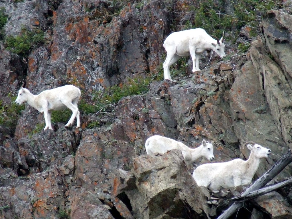 Dall Sheep Most of the Dall Sheep stayed congregated in on… Flickr