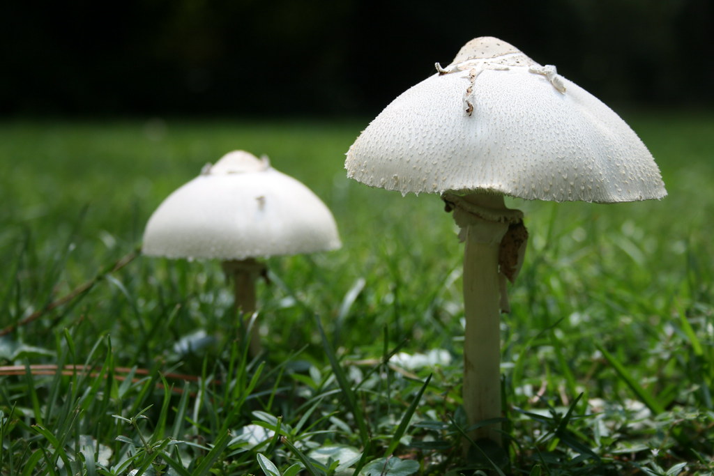 White Mushrooms Pretty mushrooms at Eden Gardens State Par… Flickr