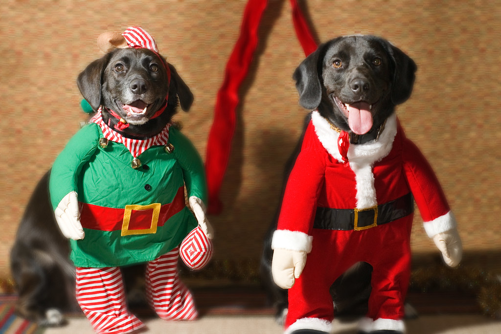 Santa's Real Christmas Elves! We so did not ask for this! Flickr