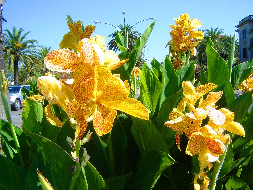 Vaijayanti (वैजयंती Trophy) Flowers RC Mishra Flickr