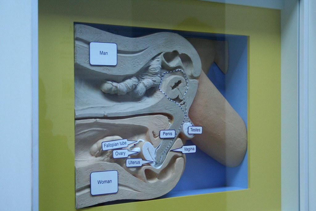 [DIAGRAM] Cross Section Diagram Copulation Human - MYDIAGRAM.ONLINE