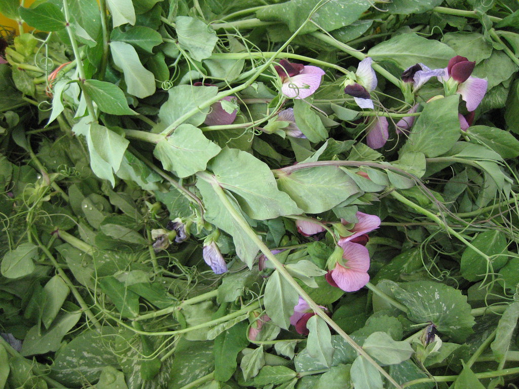 Flowering Sweet Pea edible! The vines that snap peas grow … chris
