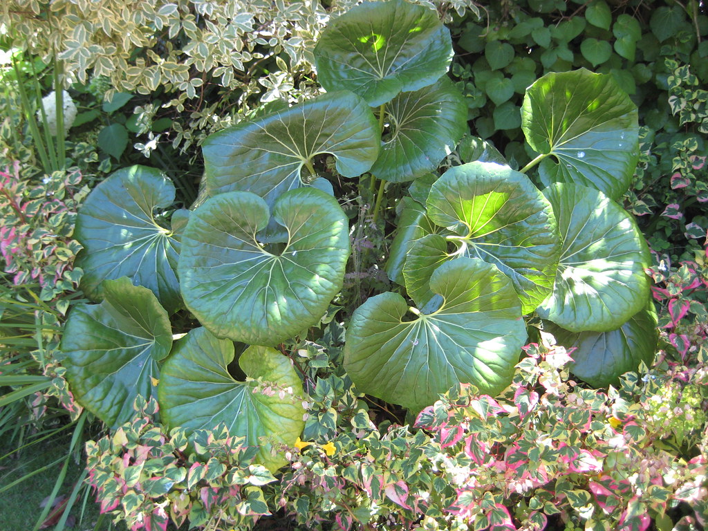Tractorseat plant Don't these leaves look like oldfashio… Flickr