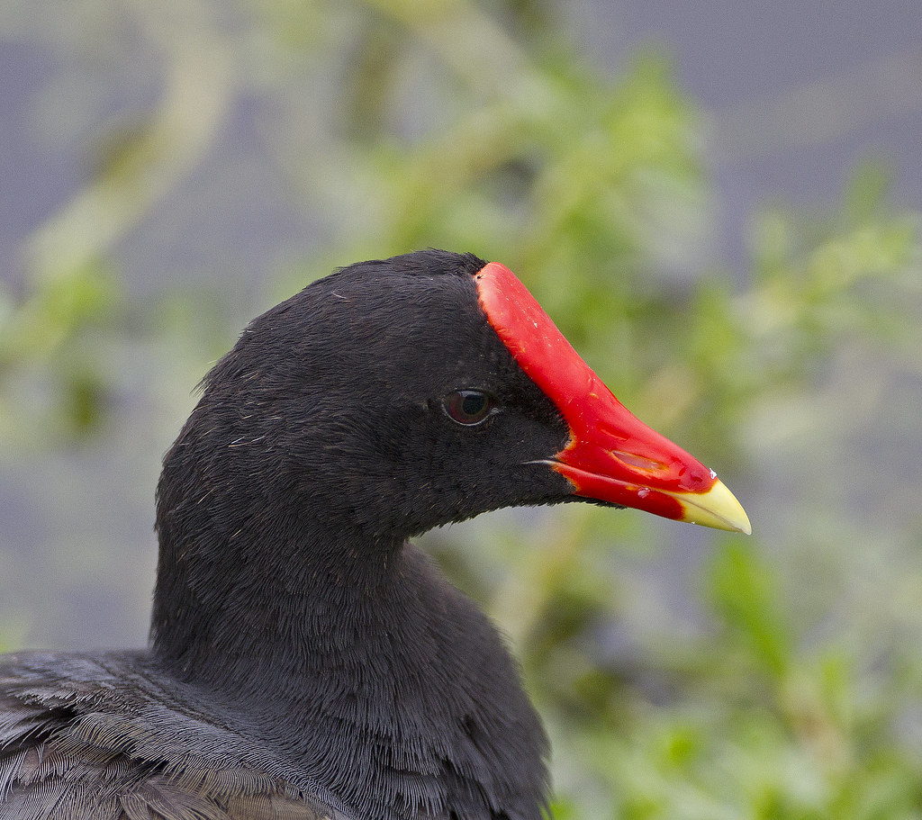 Top 90+ Pictures Black Water Bird With Long Neck Sharp