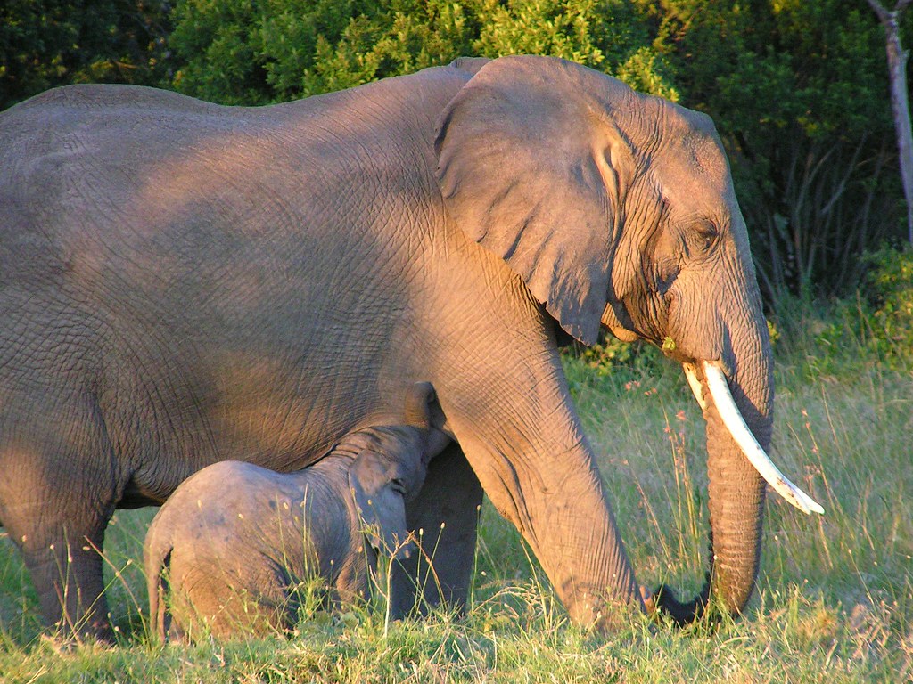 Baby elephant feeding from mother Baby elephant breastfeed… Flickr