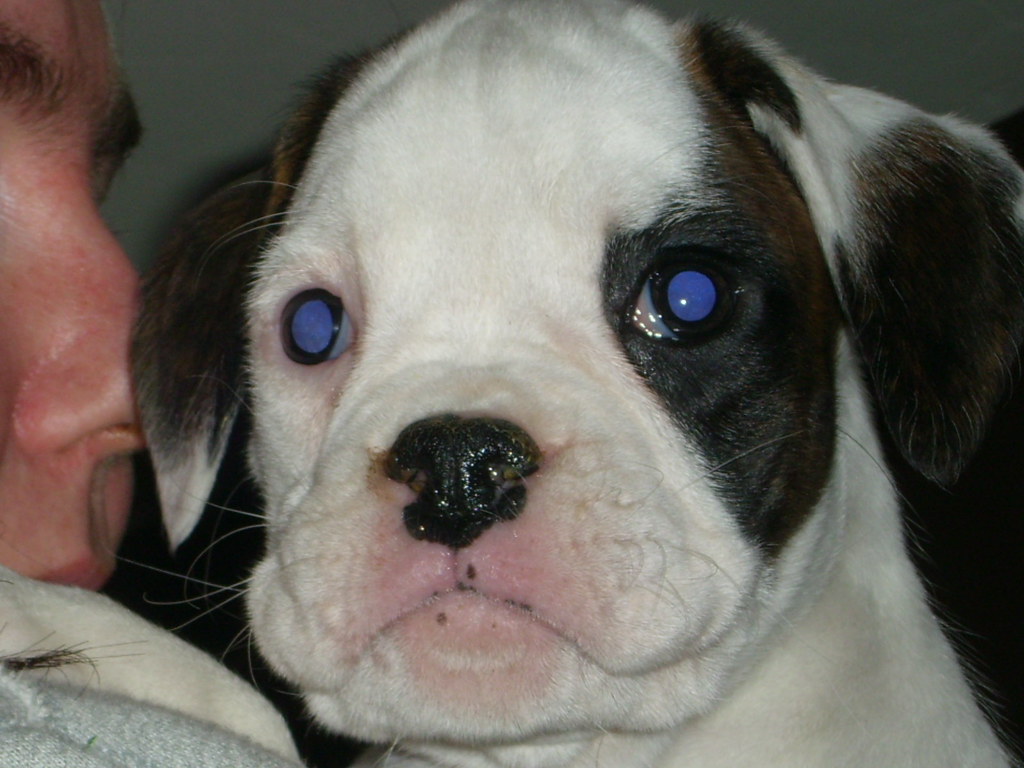 Blue Eyes A pic of our new boxer puppy she's 8 weeks old h… Flickr