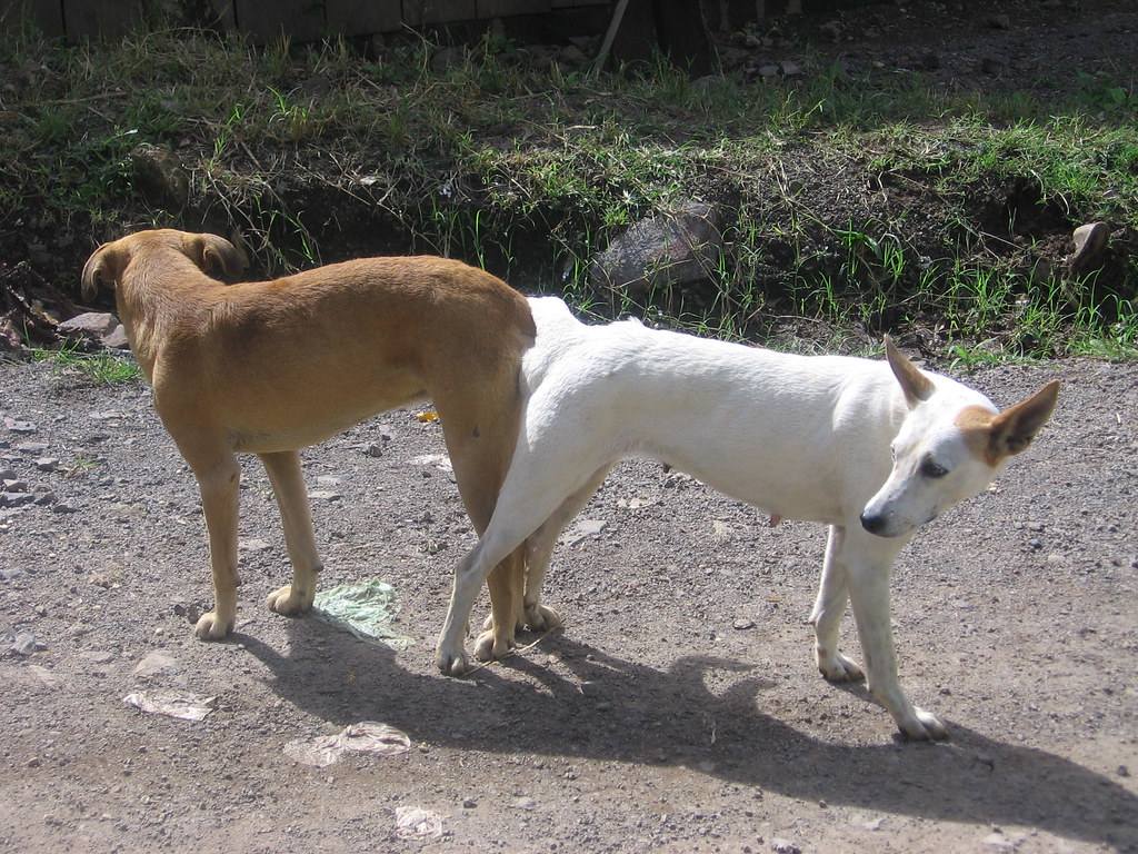 Dogs stuck together It's so mythical, but now confirmed wi… Flickr