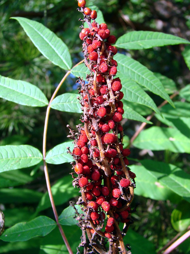 sumac fruit Sumac fruit, upstate South Carolina, USA. Suma… Flickr