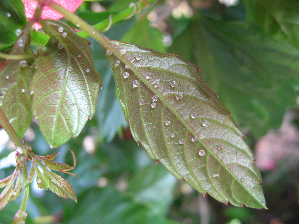 ftr 123 Transparent insect eggs on the hibiscus leaves shimmertje