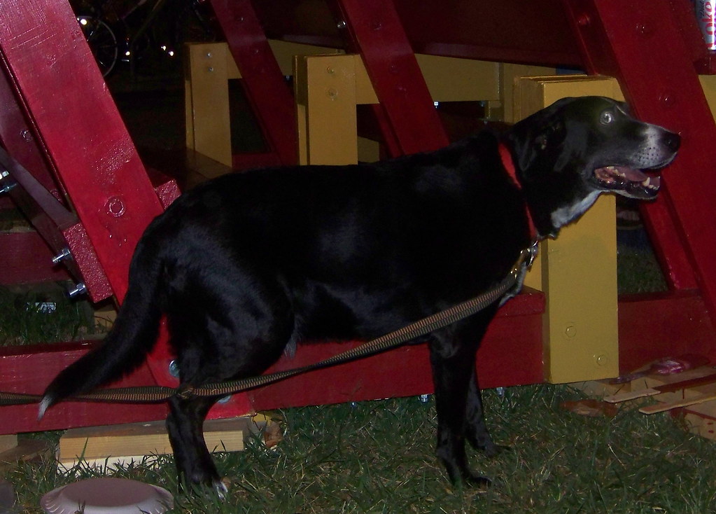 Herman enjoys being tied to a bench But chaining dogs is a… Flickr