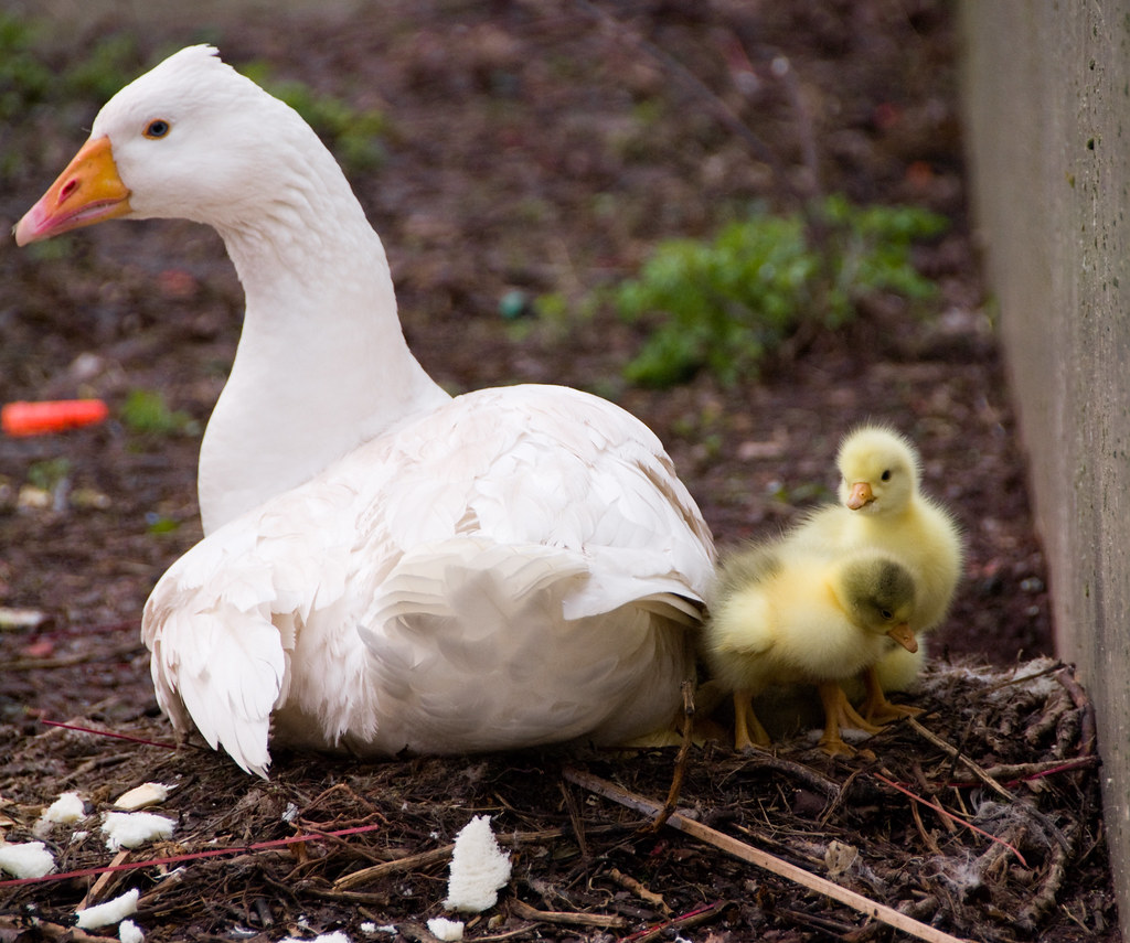 Baby Goose new life. One of the 6 gooses that lives in the… Flickr