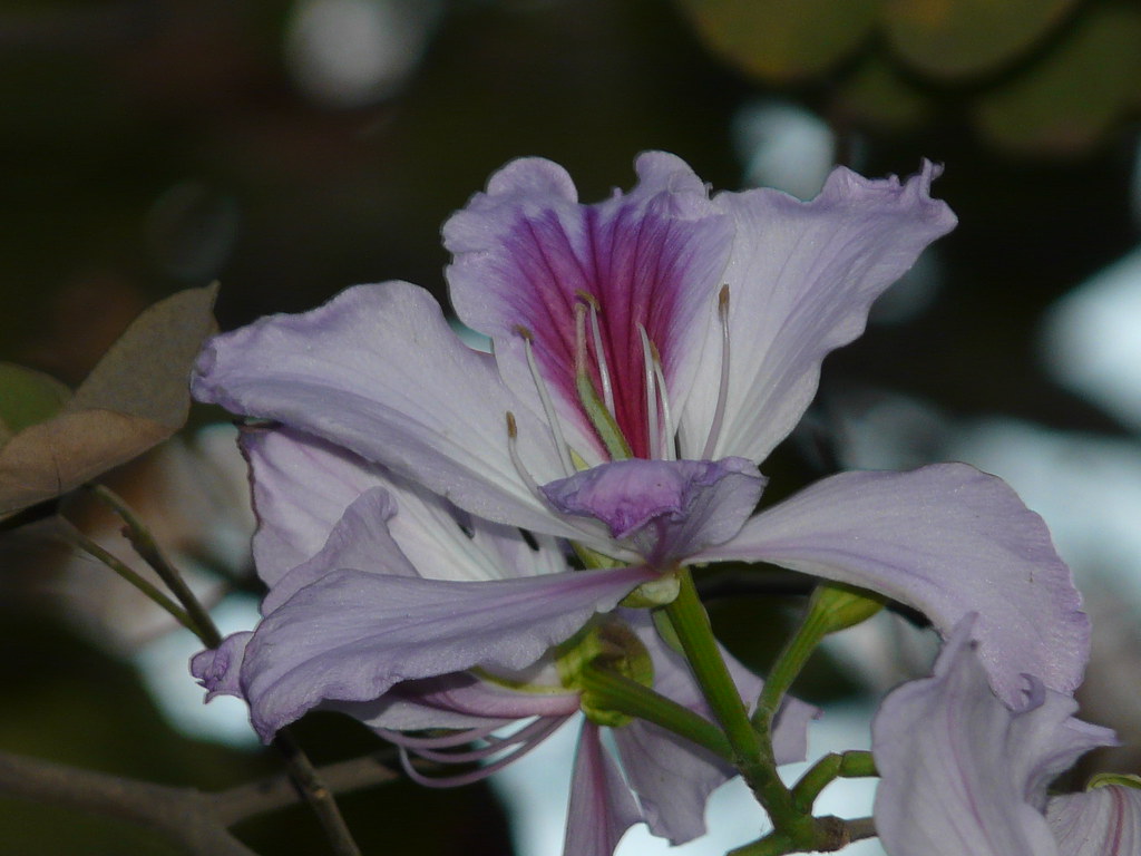 Kachnar (Hindi कचनार) The flower of the Mountain Ebony (H… Flickr