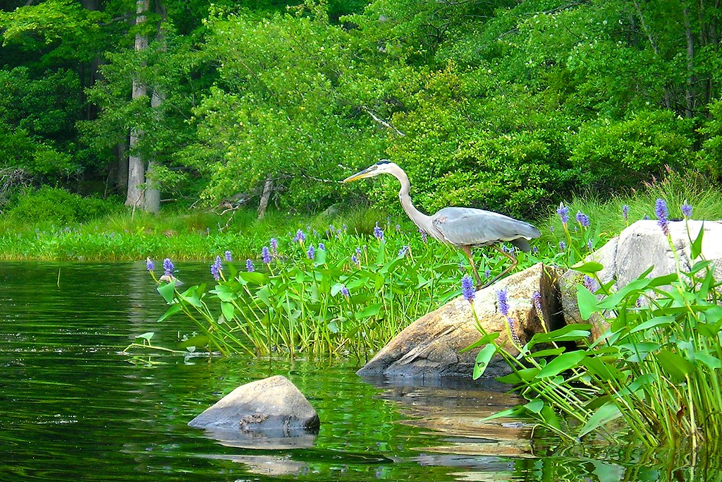 Lake Sebago, Harriman State Park New York (Great Blue Hero… Flickr