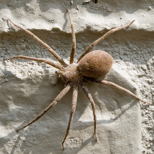 Large Brown Spider Flickr Photo Sharing!