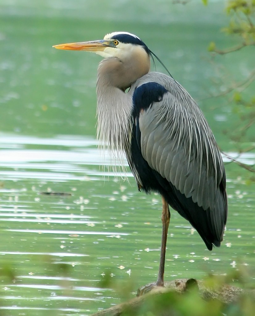 Great Blue Heron Taken at Guist Creek in Shelbyville, KY b… Flickr