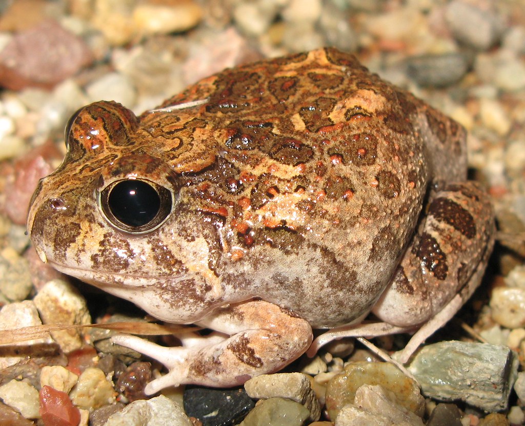 Ornate Burrowing Frog Opisthodon ornatus An Ornate Burro… Flickr