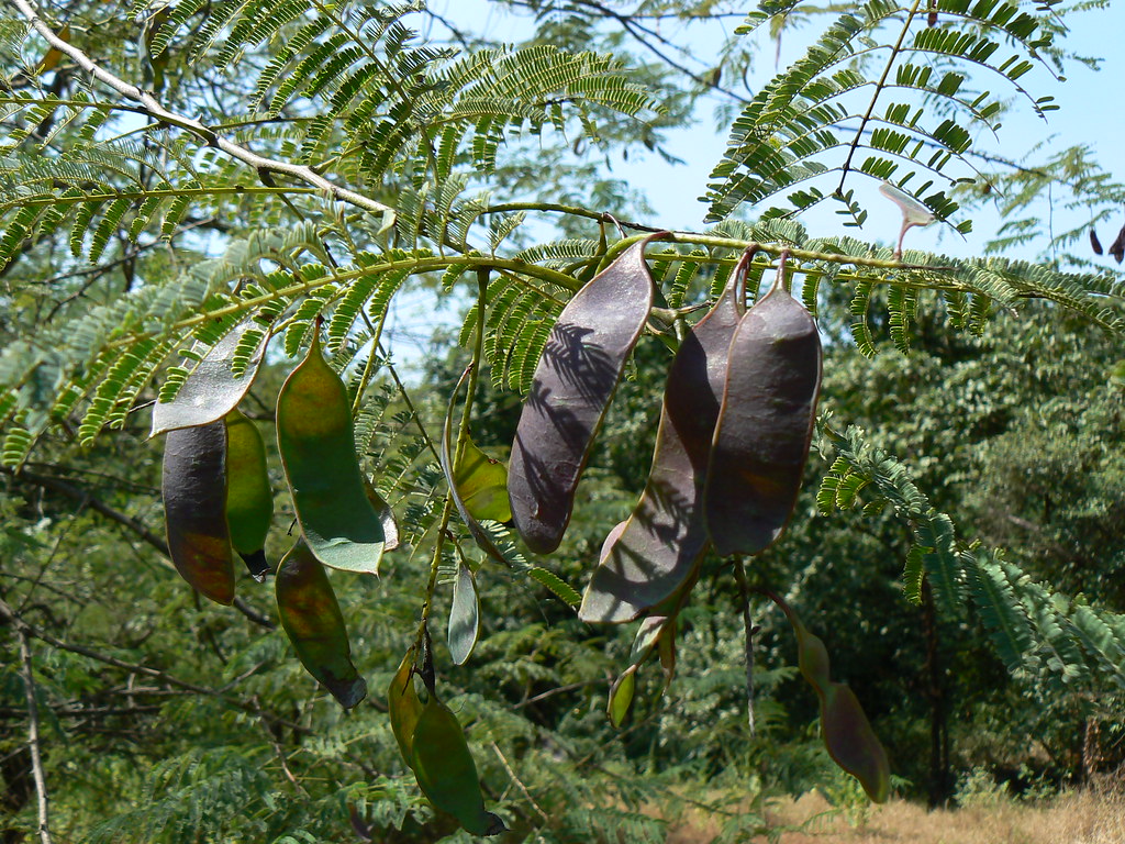 Karai (Tamil கறை) Fabaceae (pea, or legume family