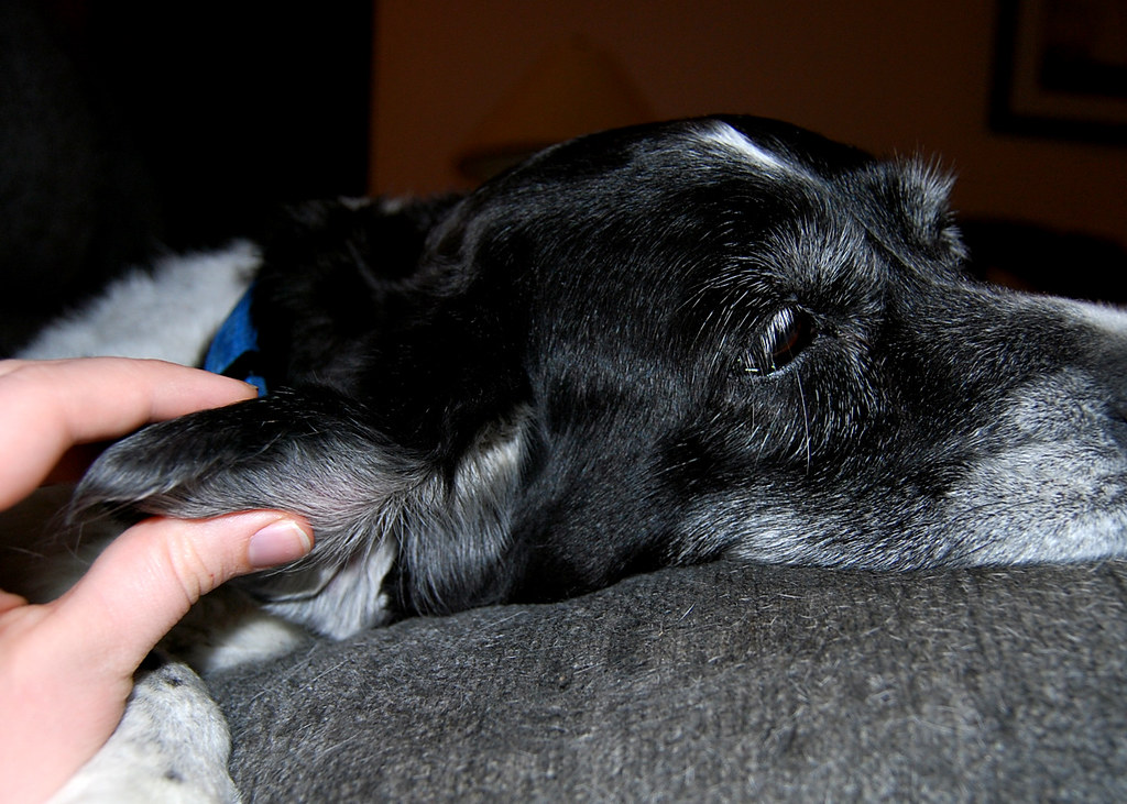 the problem a blood vessel burst in her ear and the ear fi… Flickr