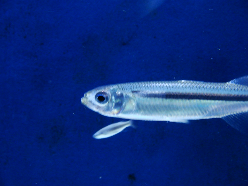 See Through Fish Bristol Aquarium glenn thorogood Flickr