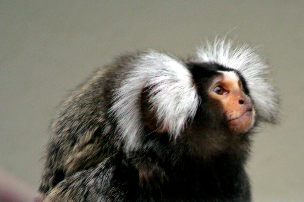 Singe Ouistiti à pinceau blanc Amérique du sud.Le ouistiti… Flickr