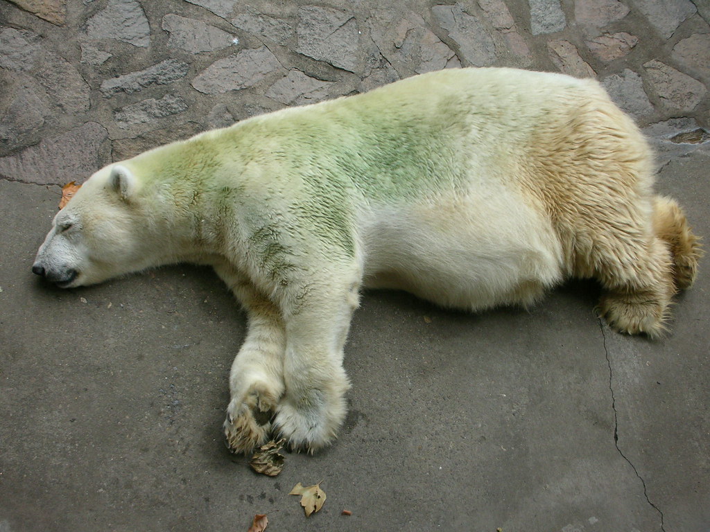 green polar bear anita Flickr