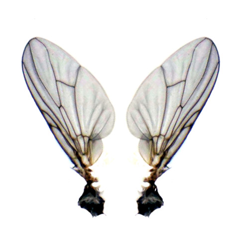 Wings of a common house fly free to use Real wings of a … Flickr