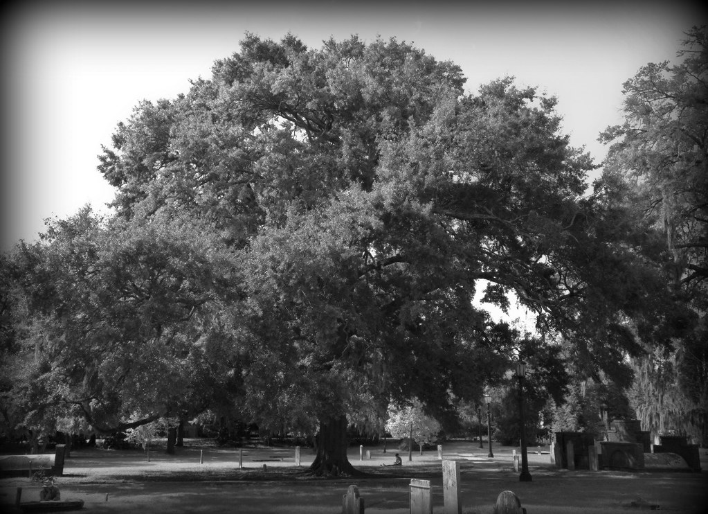 Live Oak This Live Oak tree is located at the cem… Flickr