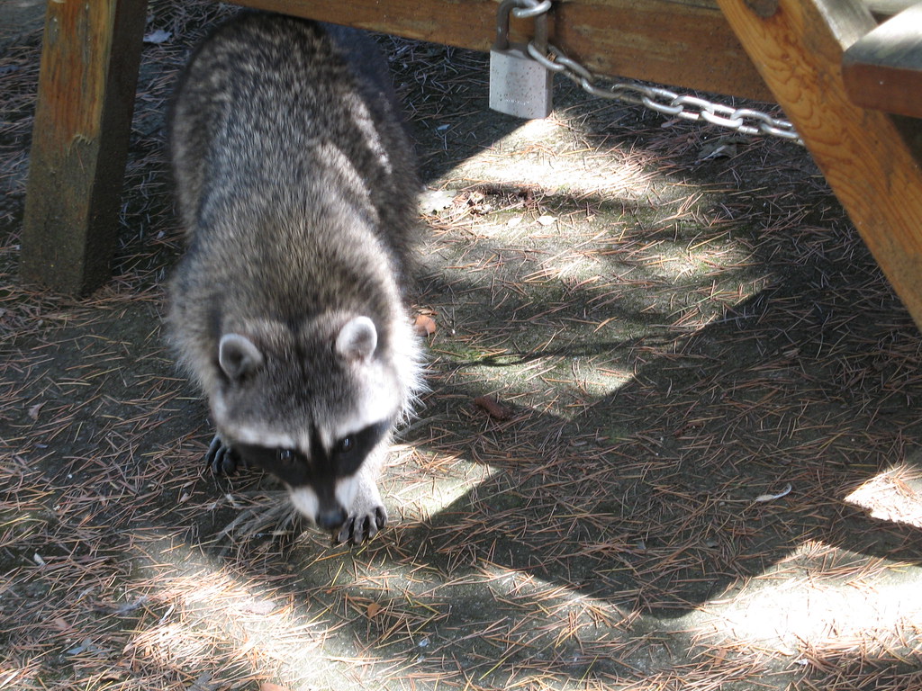 Raccoons eat blueberries! It was a scientific inquiry, tha??? Flickr
