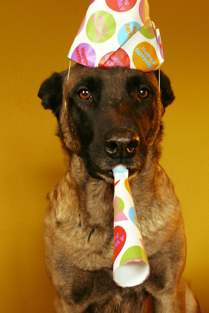 Happy Birthday SuperVet! I took this photo of Fancy to sli… Flickr