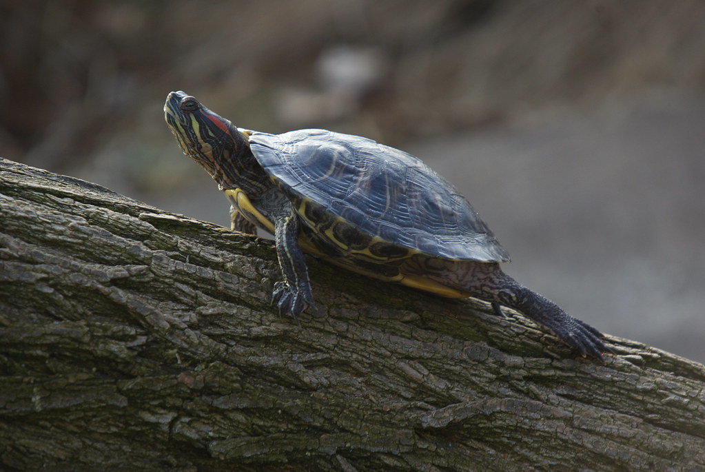 Tortue Tortue de Floride (Trachemys scripta elegans) Red