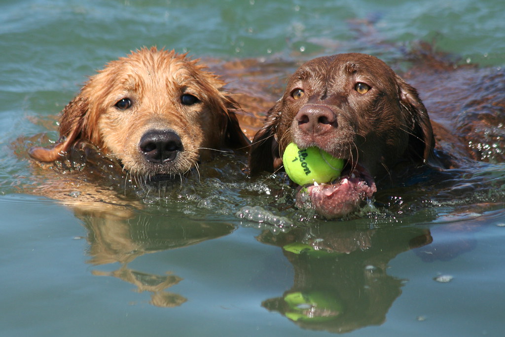 Best Friends Forever Retrievers Unite Scott Beckner Flickr