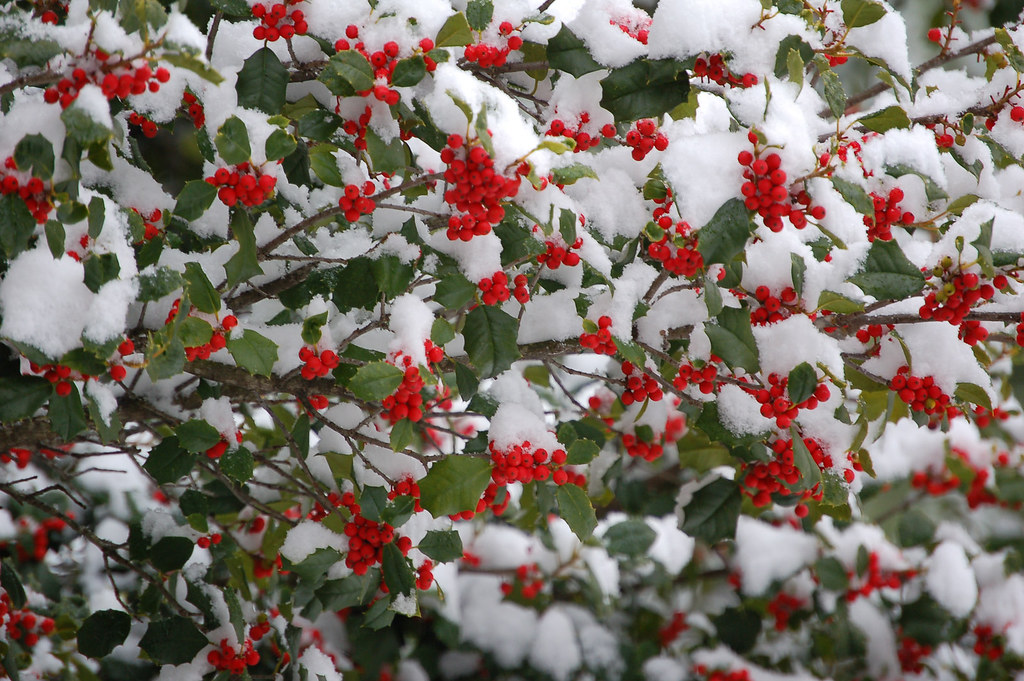 Snow covered Holly Holly tree in Bedford, Virginia Cayce Flickr